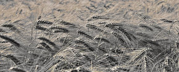 20110620-PAS_2434--2