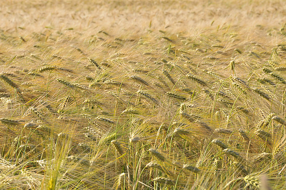 20110620-PAS_2424